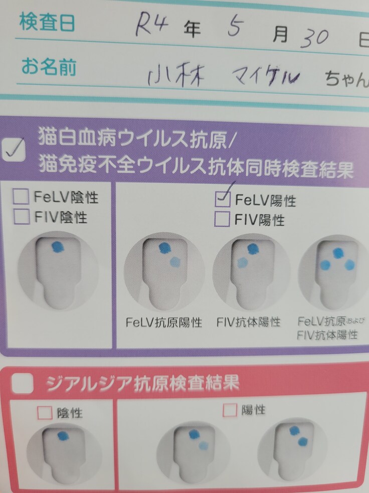 猫白血病抗原検査