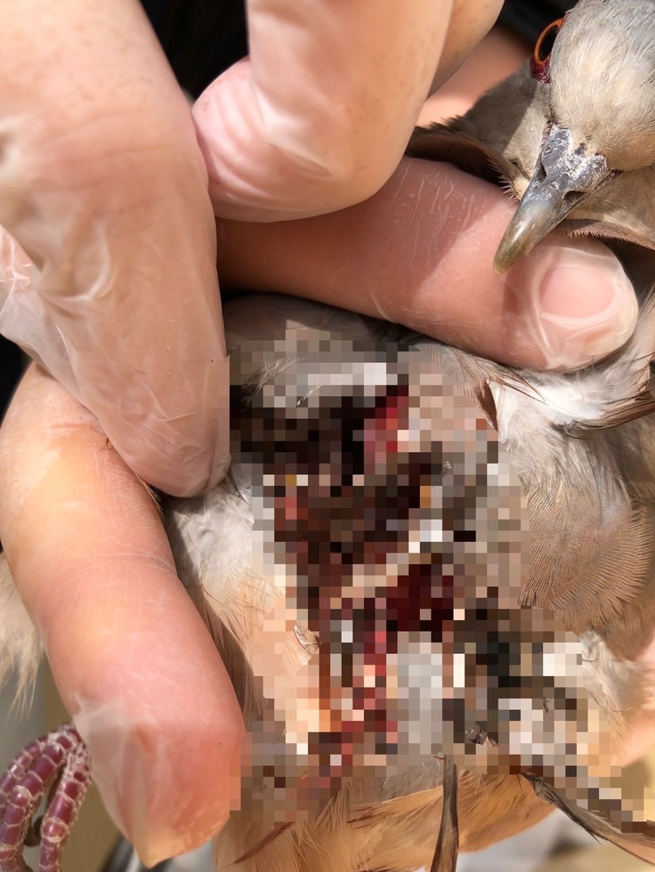 保護当初の様子(患部はモザイクをかけています)↓