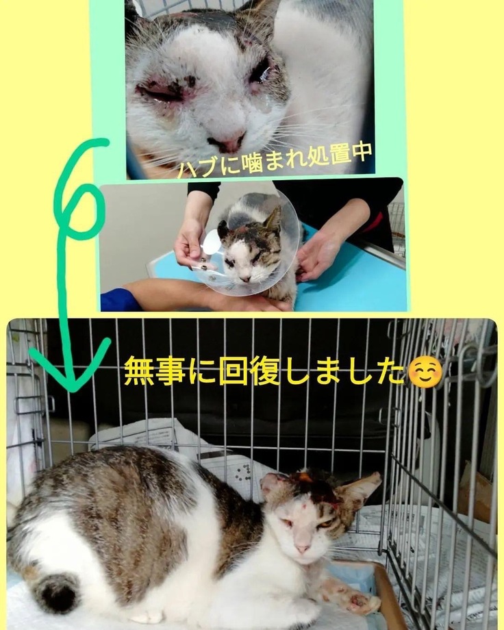 ハブに噛まれた山ちゃんのその後と子猫の保護 【奇跡の猫】慢性腎不全