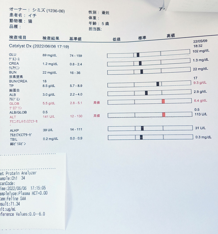 血液検査の結果 殺処分手前で迎えた保護猫の市をfip 猫伝染性腹膜炎 から救いたい 保護犬猫共同生活 22 06 10 投稿 クラウドファンディング Readyfor