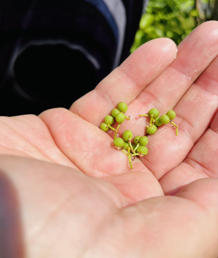 採れた山椒