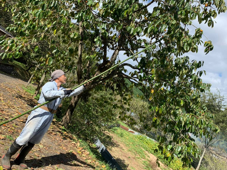 栗狩り指導風景