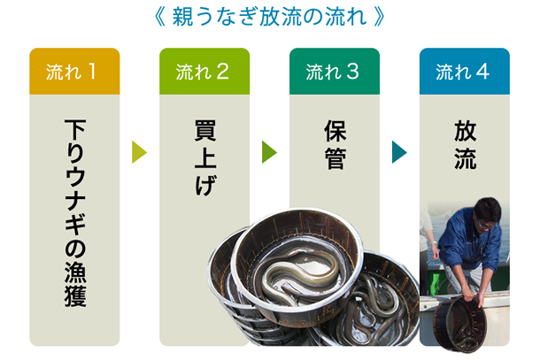 親うなぎ放流の流れ