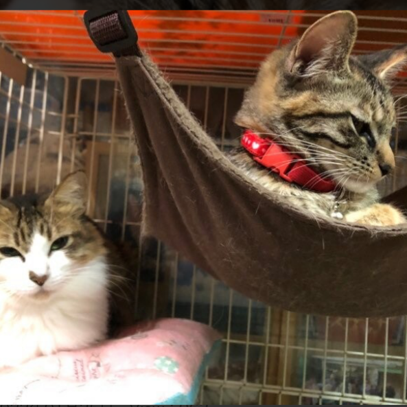 沖縄で母猫さんとケージで生活していた頃のクッキー