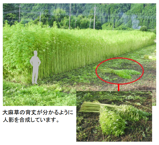 簡単、見事に育つ大麻草は、過疎地域を救う！