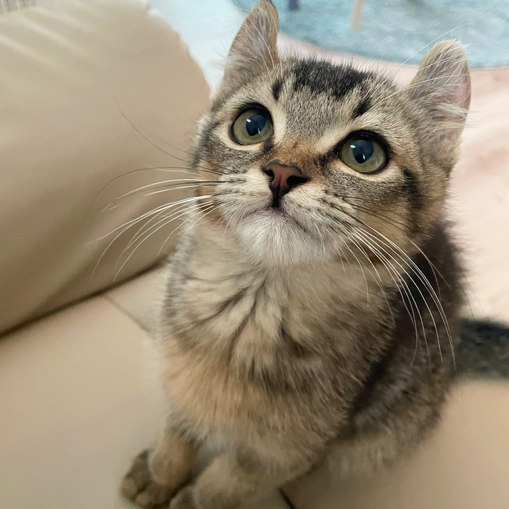 ちまき　もふもふ首