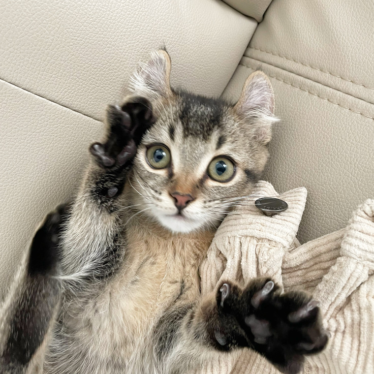 ヤーするちまき