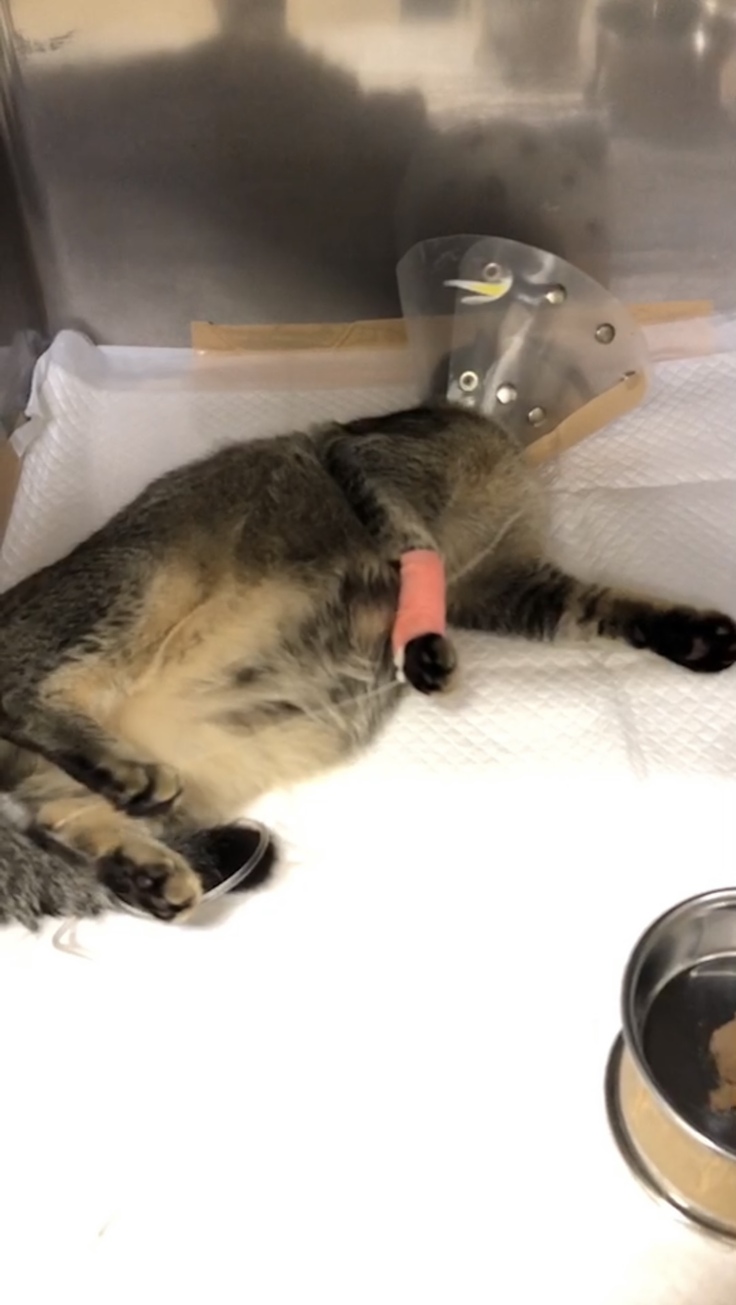 腹水が溜まっている