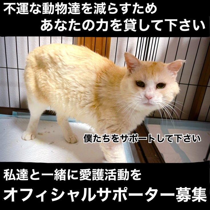 オフィシャルサポーター募集