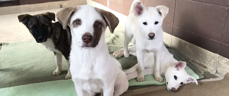 動物愛護団体　Wan life