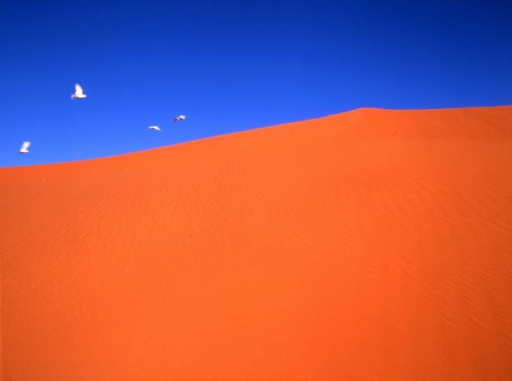 シンプソンデザート