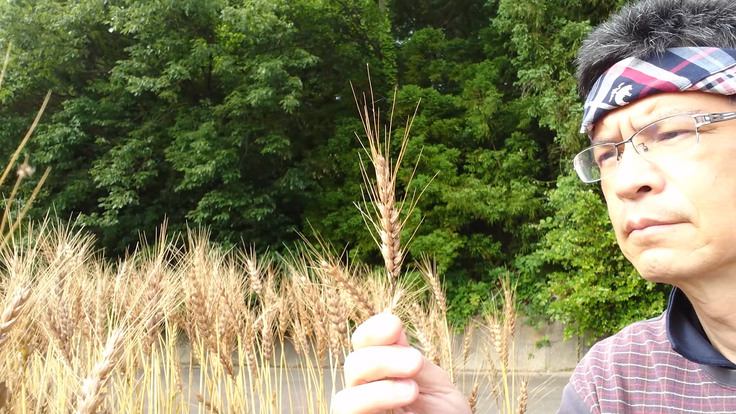 ふくこむぎと村井先生