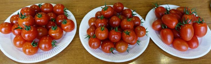 県大トマト３品種