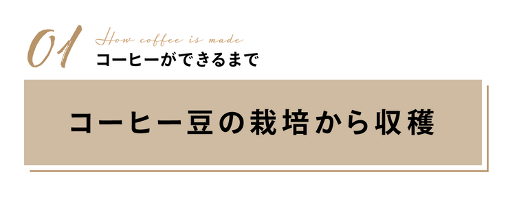 コーヒー豆の栽培