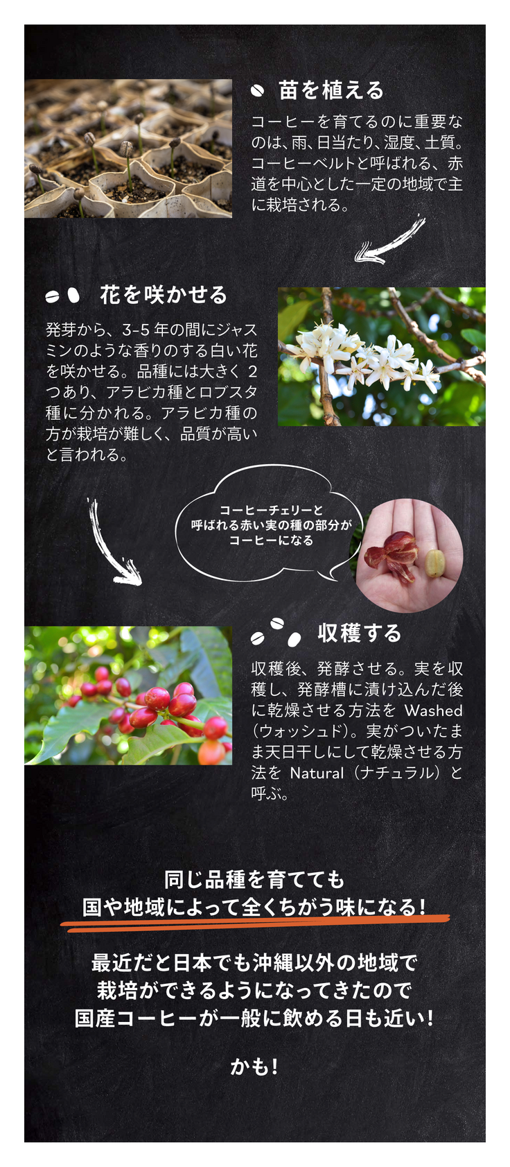 コーヒー豆の栽培図解