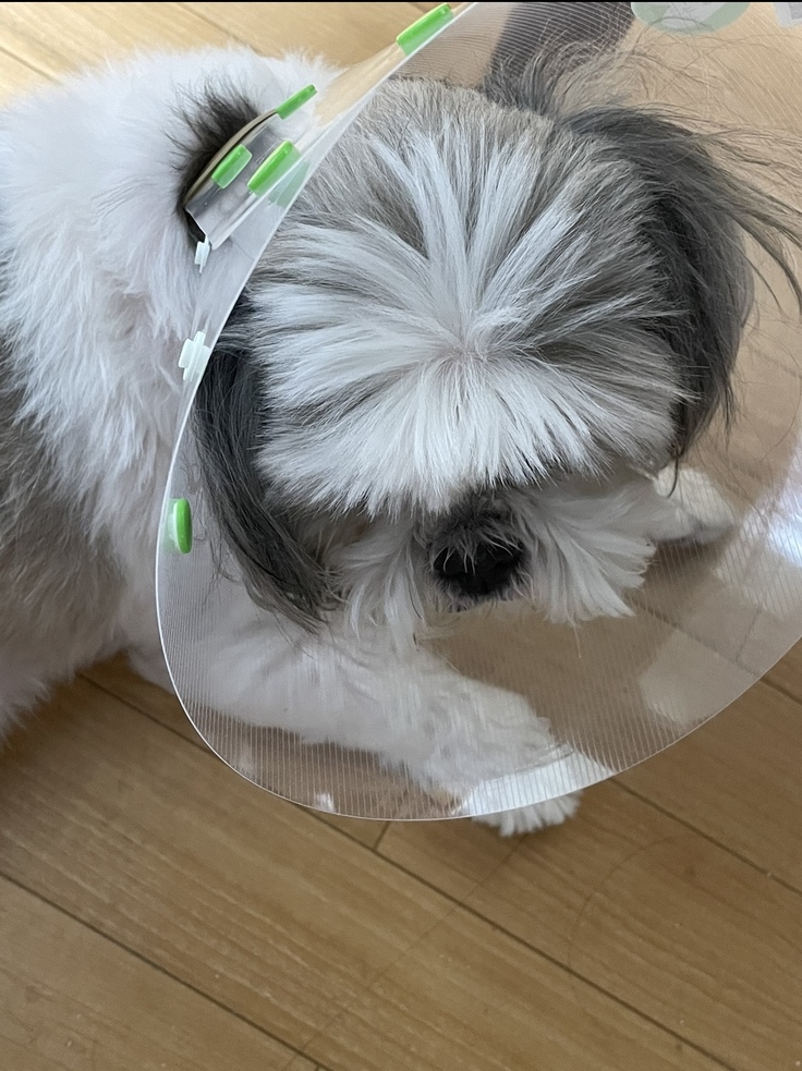 手術後のテリー