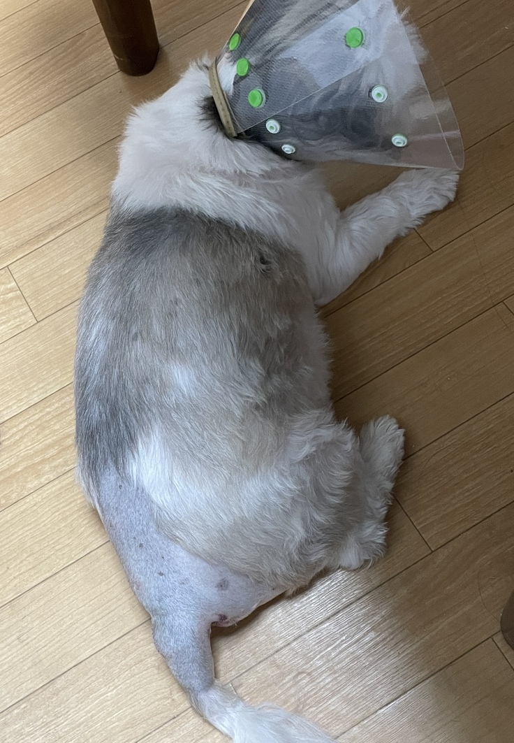 手術後のテリー