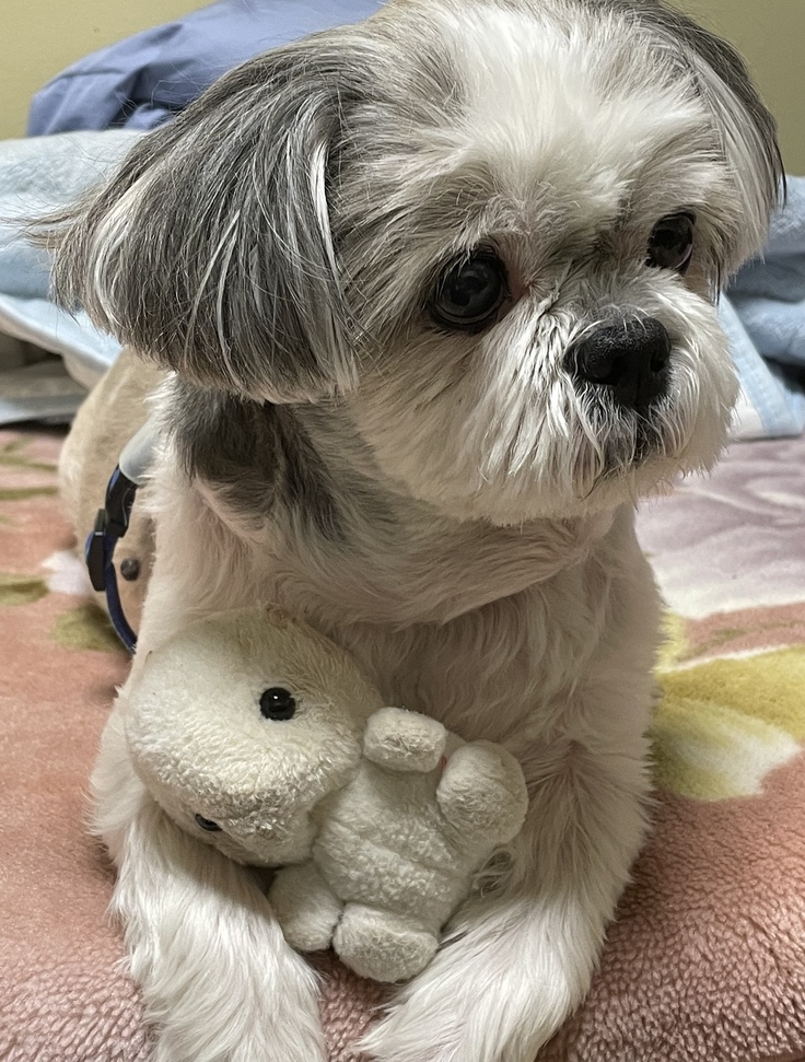 うさぎとテリー