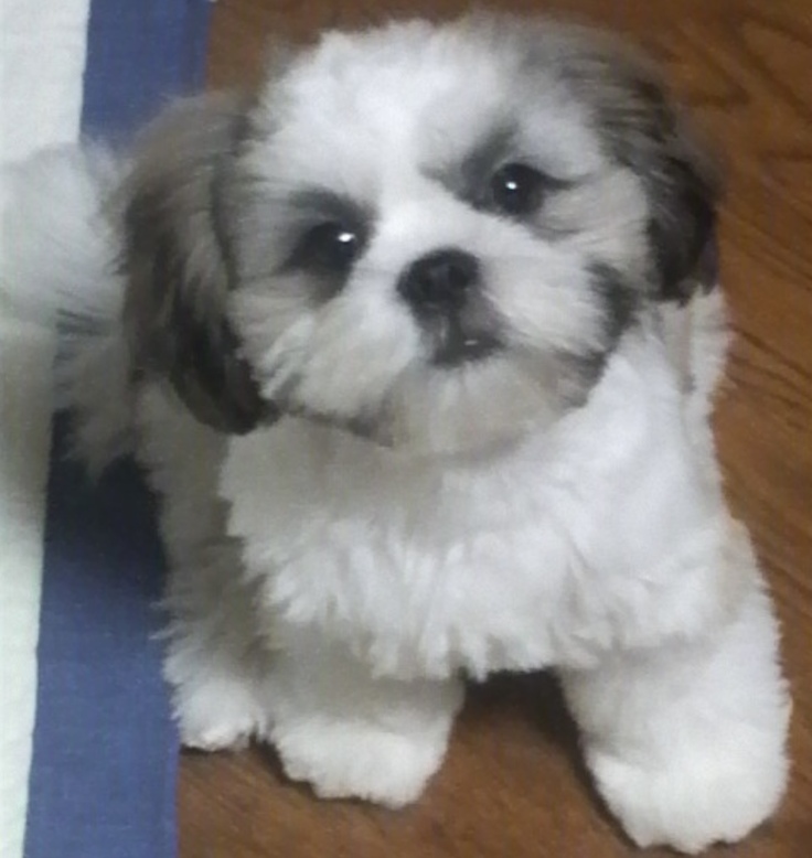 初めてのトリミング