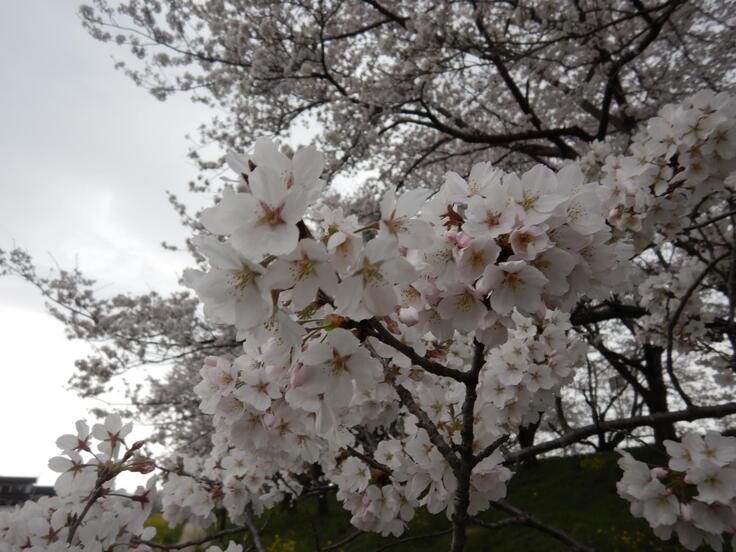 吉見町桜