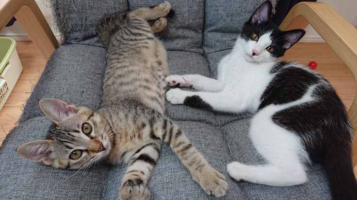 左・カッツェ（女の子）、右・コシカ（男の子・ともに2021年4月20頃生まれ）