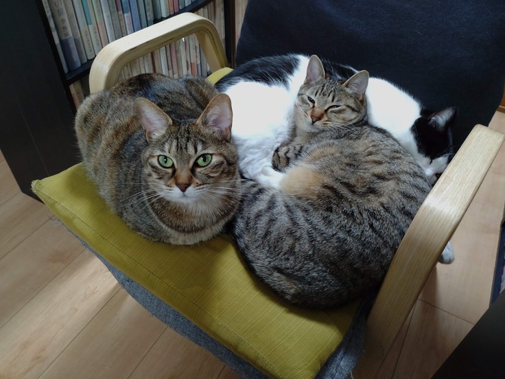 3匹はなかよし！