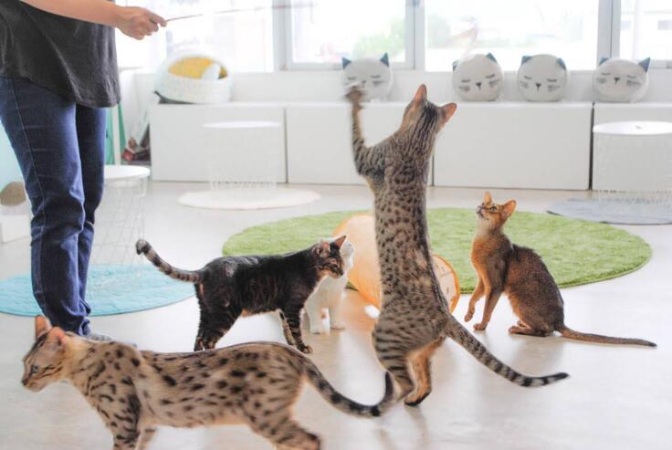 埼玉県入間市にある保護カフェ「にゃんこ基地」さん