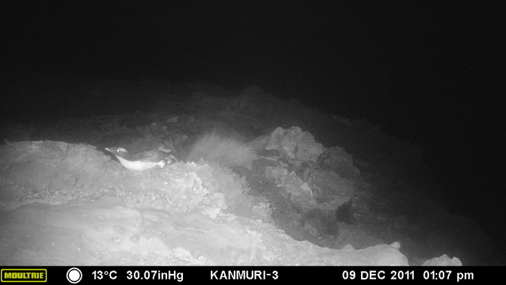センサーカメラに写ったカンムリウミスズメ