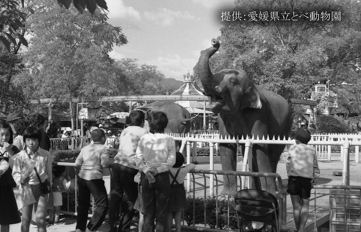 道後動物園インド象