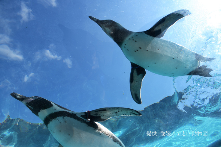 とべ動物園ペンギン