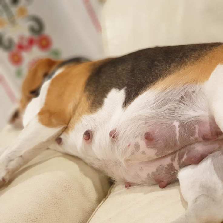 母犬ユズ妊娠中