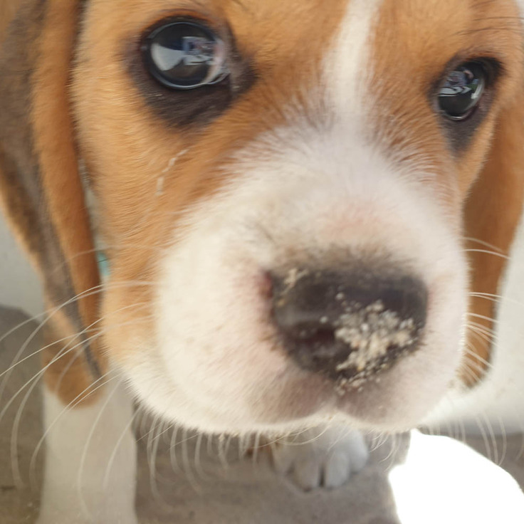 ネプチューン生後4週間