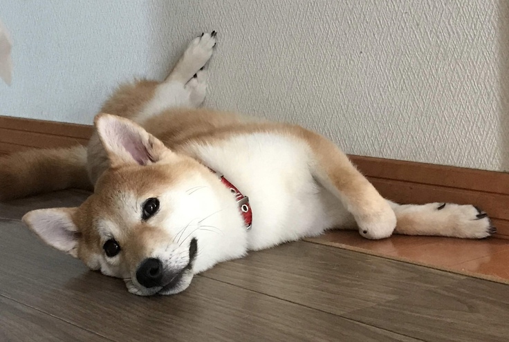 壁に沿って寝ている様子です。我が家に来て、3週間後の写真です。