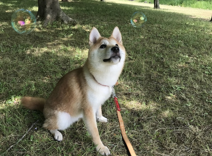 シャボン玉を一生懸命追って、食べようとしている画像です。