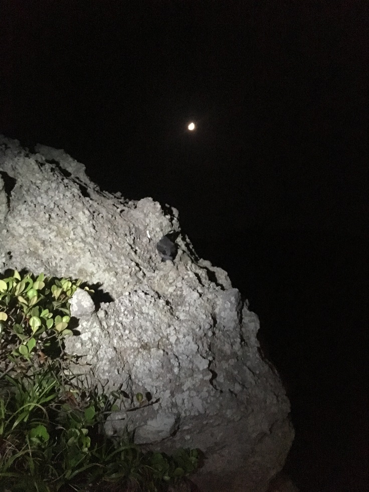 岩の上に降りたカンムリウミスズメ