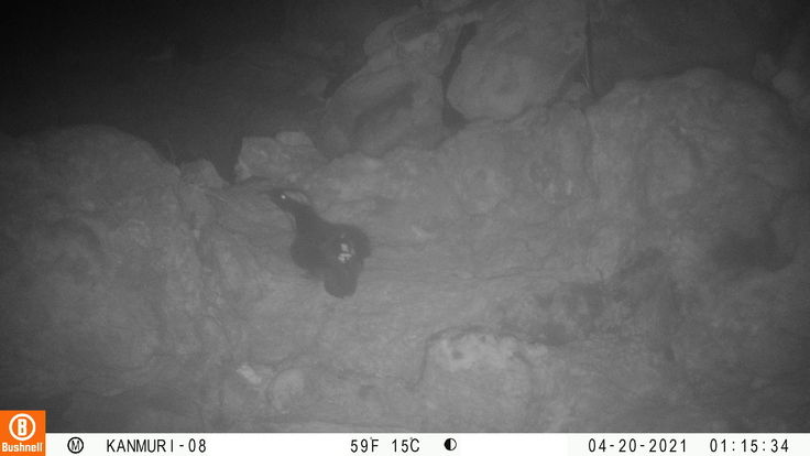 センサーカメラが撮影したカンムリウミスズメ