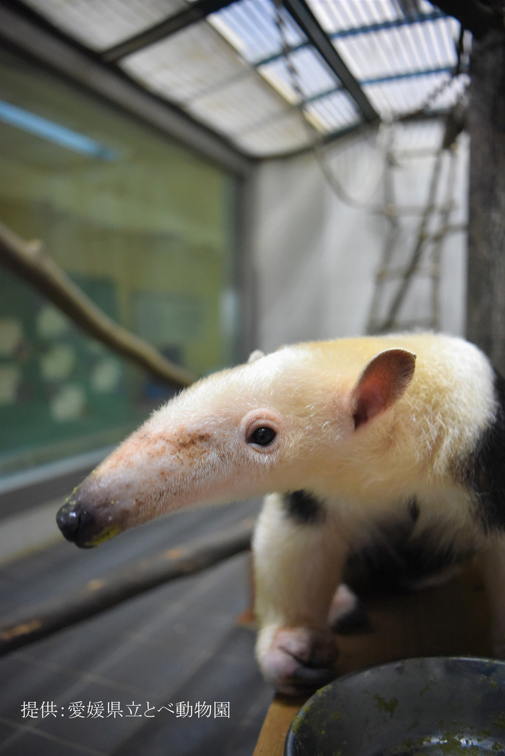 とべ動物園ミナミコアリクイ