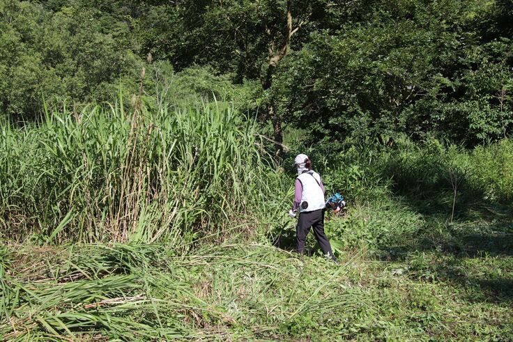 放置された場所は身長を超える草が繁茂