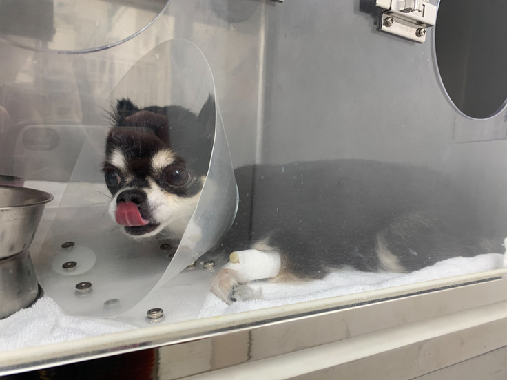 酸素室でのメル