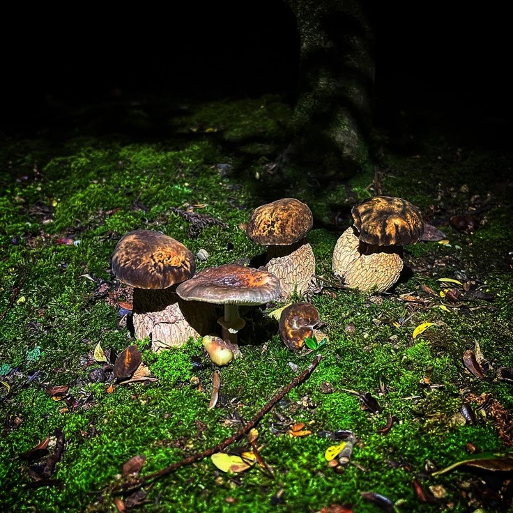 里山で採取する国産ポルチーニ茸