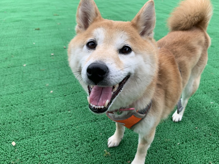 遊びながら笑顔、また元気に遊べる日が来ますように。