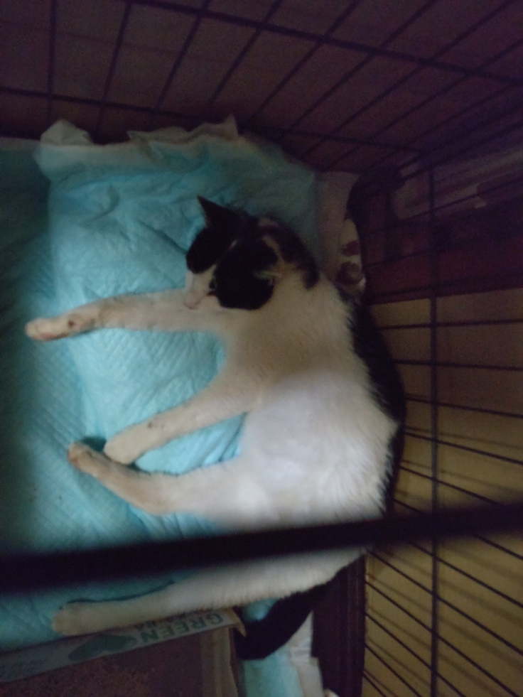 一時帰宅後のネコちゃん