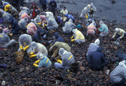 油で汚染された海岸を清掃するボランティア