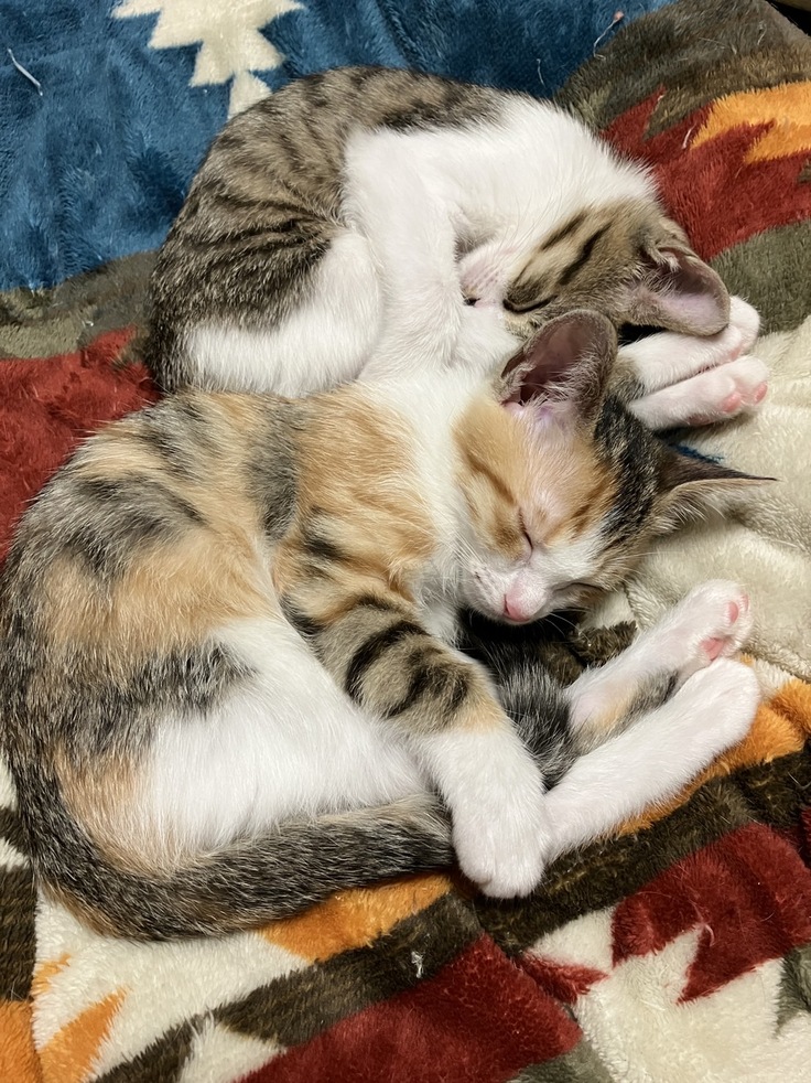 道路わきの排水溝から救出された子猫たち