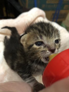 24時間体制でお世話しているため、他の団体様から乳飲み子のお世話を頼まれることも多いです