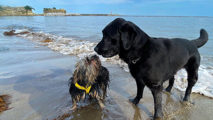 日本介助犬福祉協会のクラウドファンディング