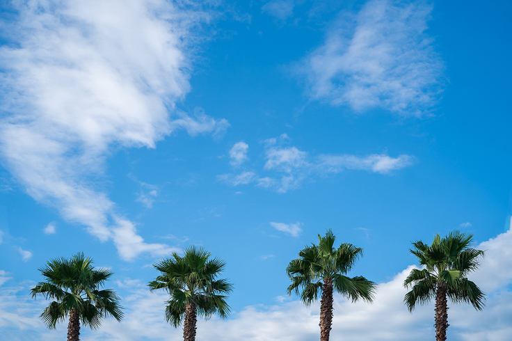 KAWAUCHI TOWN ヤシの木