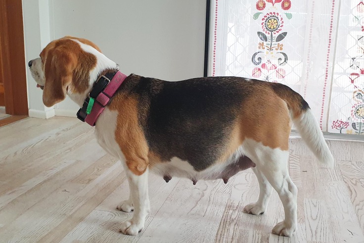 母犬ユズ出産まであと10日