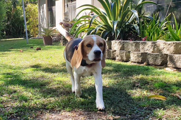 お庭を歩くユズちゃん