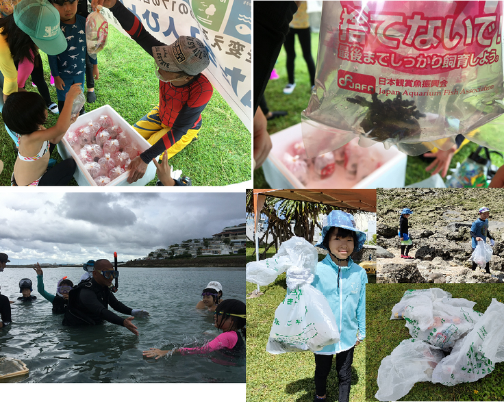 「サンゴの苗の植付けと海辺の清掃」